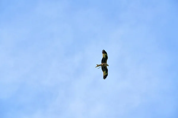 Nízký Úhel Červeného Ptáka Draka Letícího Pozadí Modré Oblohy — Stock fotografie