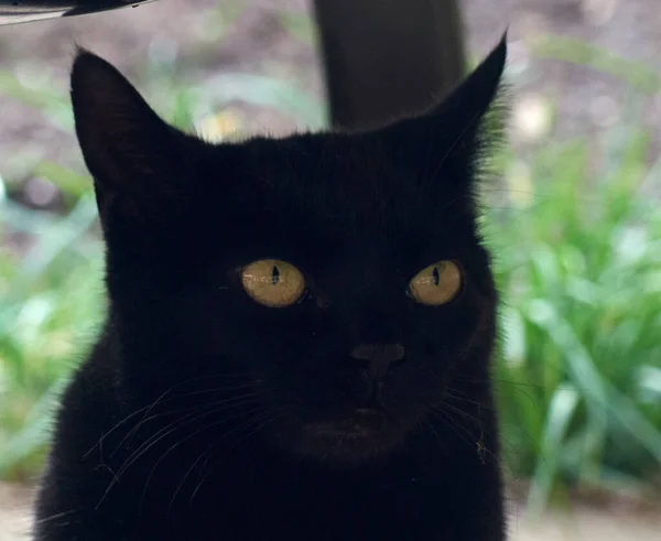 Closeup Endearing Black Cat Looking Aside — Stock Photo, Image