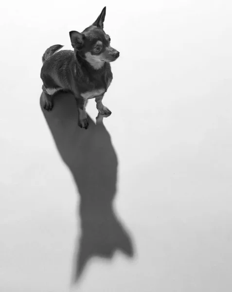 Plan Vertical Niveaux Gris Terrier Jouet Créant Une Grande Ombre — Photo