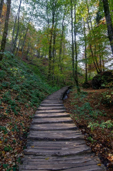 森の中の階段の垂直ショット — ストック写真