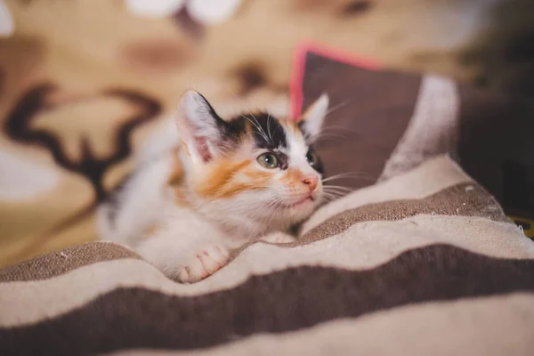 Closeup Cute Kittenlying Bed — Stock Photo, Image