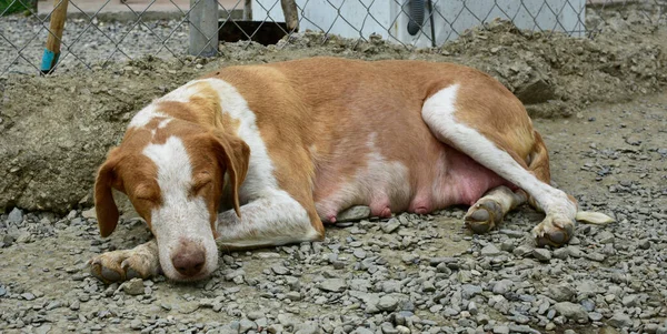 Беременная Собака Лежит Земле Питомнике — стоковое фото