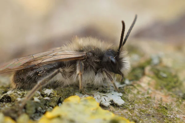 Gros Plan Mâle Une Abeille Minière Voie Disparition Dawn Sur — Photo