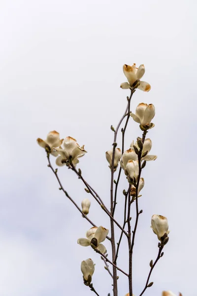 Vertical Shot Thin Magnolia Branch Newly Blossoming Buds — Stock Photo, Image