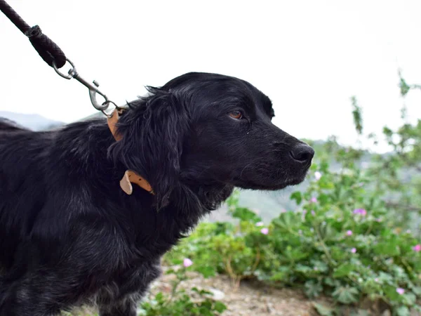 一只黑色毛茸茸的狗的特写镜头 它带着忧伤的目光望着前方 后面系着一束植物 — 图库照片