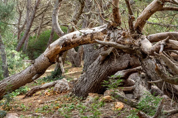 Uma Velha Árvore Caída Meio Floresta — Fotografia de Stock