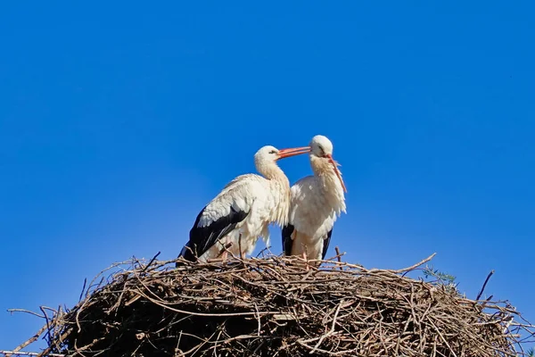 Nahaufnahme Zweier Störche Die Einem Nest Hocken — Stockfoto