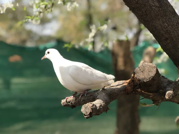 Ein Selektiver Fokus Der Weißen Taube Auf Dem Baum Garten — Stockfoto