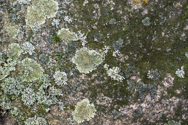 Detailní Záběr Obrovské Skály Pokryté Mechem — Stock fotografie