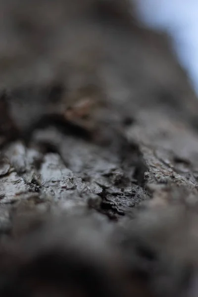 Tiro Foco Seletivo Uma Textura Casca Árvore — Fotografia de Stock