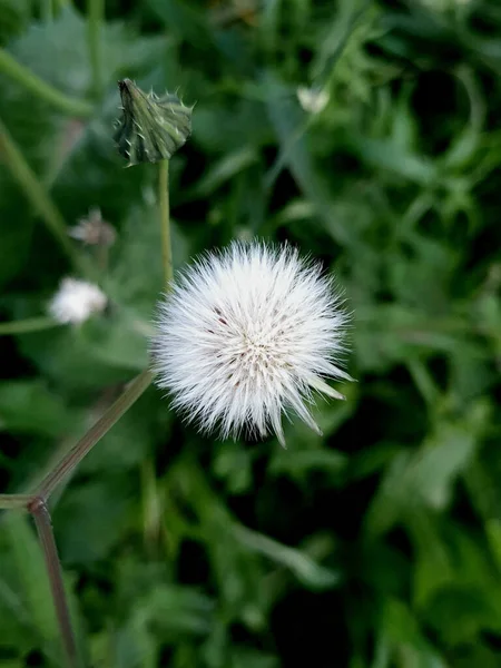 Plan Vertical Pissenlit Commun Fleuri Avec Herbe Verte Des Feuilles — Photo