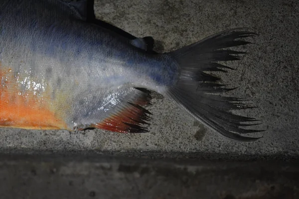 Close Uma Piranha Barriga Vermelha Chão Sob Luzes — Fotografia de Stock