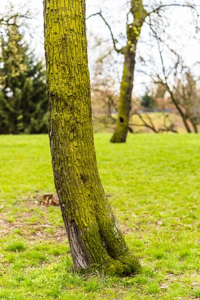 Tiro Vertical Árvores Jardim Com Grama Verde Fresca — Fotografia de Stock
