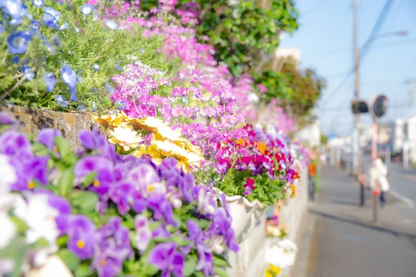 Selective Focus Shot Colorful Flowers Growing Street — Stock Photo, Image