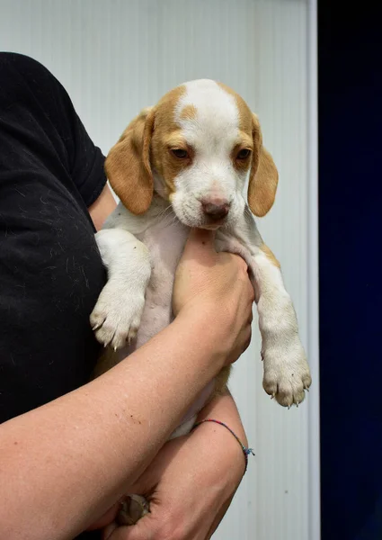 Cachorrinho Bonito Branco Marrom Nas Mãos Uma Mulher — Fotografia de Stock