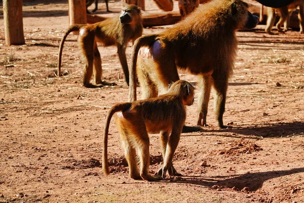 Primer Plano Babuinos Caminando Ambiente Árido —  Fotos de Stock