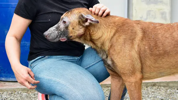 Uma Mulher Acariciando Cão Marrom Triste — Fotografia de Stock