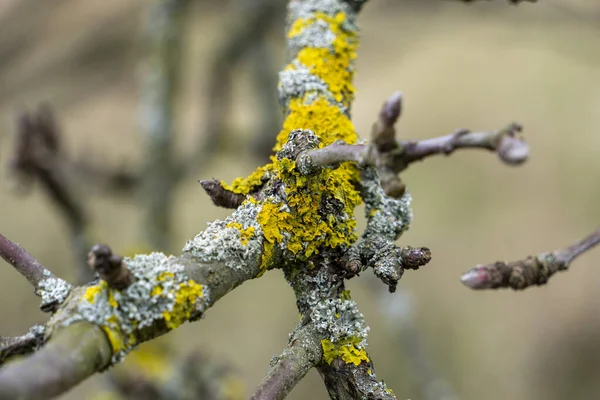 黄色の苔で覆われた木の枝の選択的な焦点ショット — ストック写真