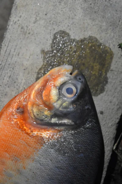 Close Uma Piranha Barriga Vermelha Chão Sob Luzes — Fotografia de Stock