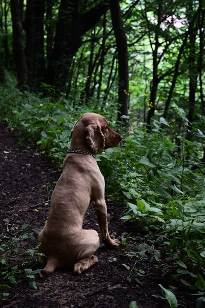 Вертикальный Снимок Собаки Сидящей Лесной Тропе — стоковое фото