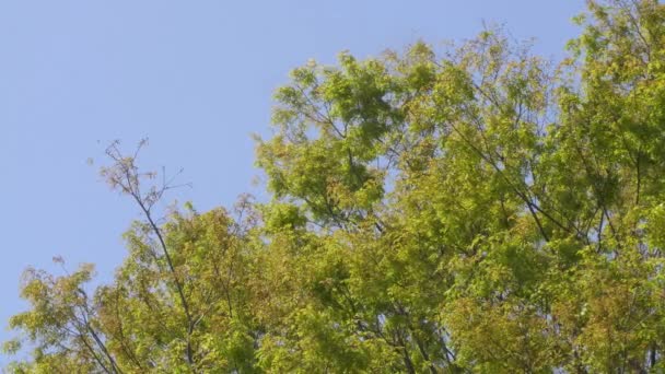 Low Angle View Green Tree Branches Moving Wind Blue Sky — Wideo stockowe