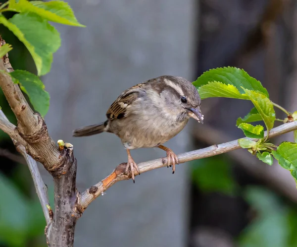 Ein Sperling Hockt Auf Einem Ast — Stockfoto