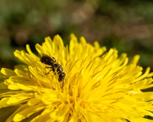 Een Bij Zoek Naar Nectar Een Levendige Gele Bloem Een — Stockfoto