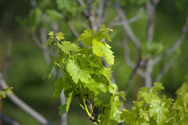 Focus Selettivo Foglie Verdi Primaverili Durante Giorno — Foto Stock