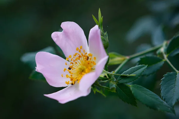 一朵娇嫩的努特卡玫瑰或艳丽的玫瑰的特写镜头 玫瑰族的一种多年生灌木 — 图库照片