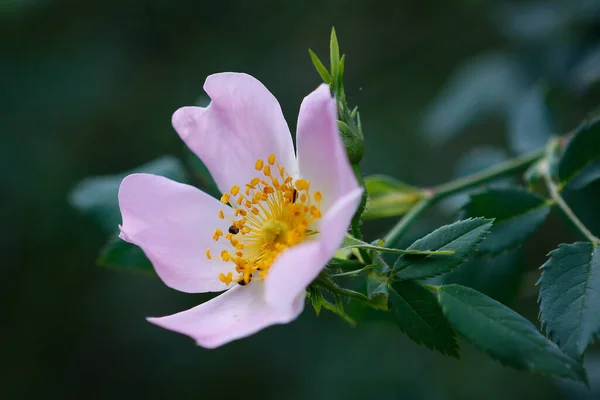 Närbild Bild Den Känsliga Nootka Ros Eller Rikligt Rosen Perenn — Stockfoto