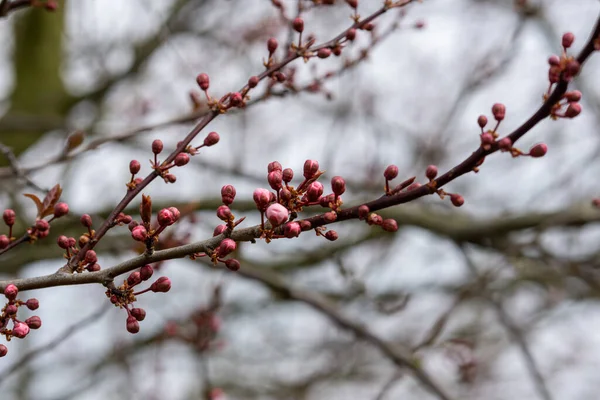 Een Dichtbij Shot Van Een Bloeiende Boom Aftakking — Stockfoto