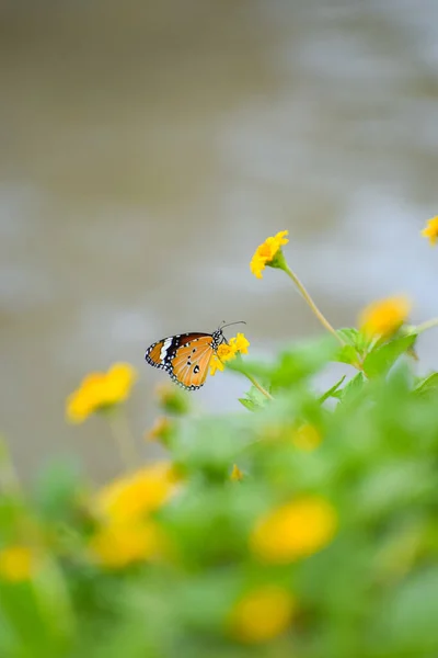 Makro Ujęcie Monarchy Motyl Żółtym Kwiecie Ogrodzie — Zdjęcie stockowe