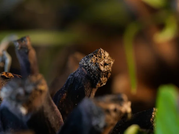 Makro Laukaus Cedar Kartio Taustoja Kuvioita — kuvapankkivalokuva