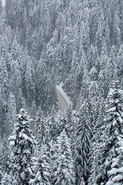 눈으로 나무와 땅으로 뒤덮인 — 스톡 사진