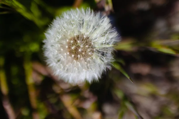 Een Oppere Uitzicht Van Een Paardebloem — Stockfoto