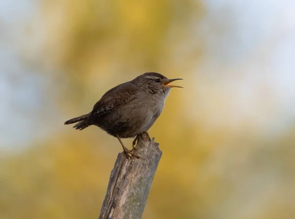 Ağaç Kütüğüne Konmuş Bir Çalıkuşu — Stok fotoğraf