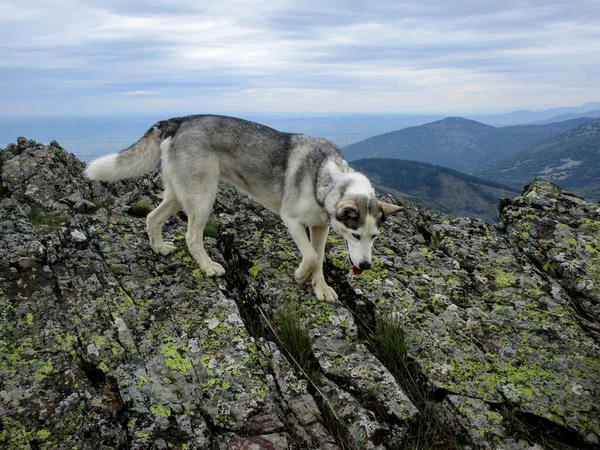 Encantador Husky Caminando Sobre Rocas Una Montaña — Foto de Stock