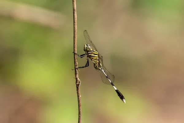 Sebuah Gambar Closeup Dari Capung Duduk Cabang — Stok Foto