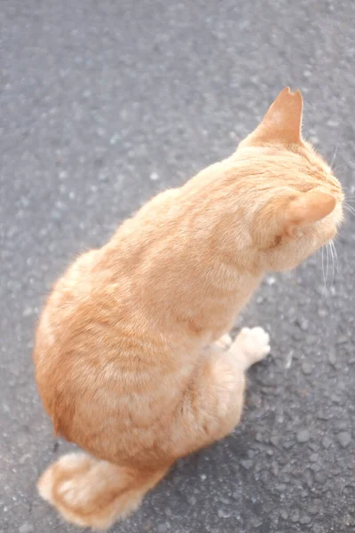 Una Vista Posteriore Gatto Zenzero Sulla Strada — Foto Stock