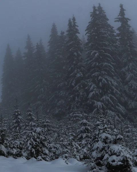 Vertical Shot Tall Spruce Trees Covered Snow Foggy Weather — Stock Photo, Image