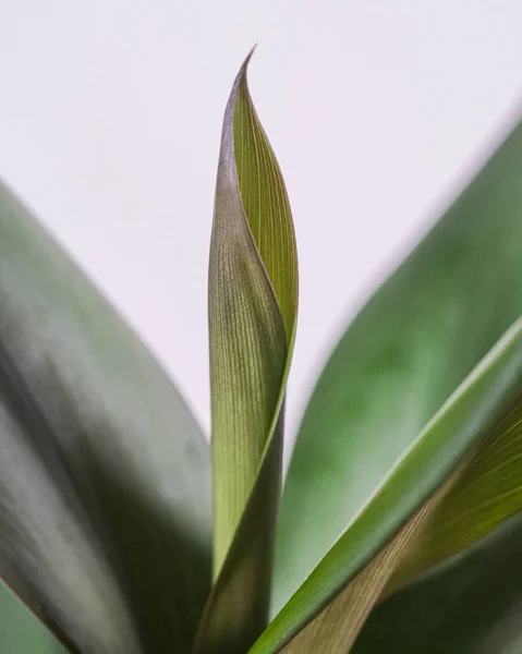 Közelkép Egy Zöld Trópusi Növényről Fehér Háttérrel — Stock Fotó