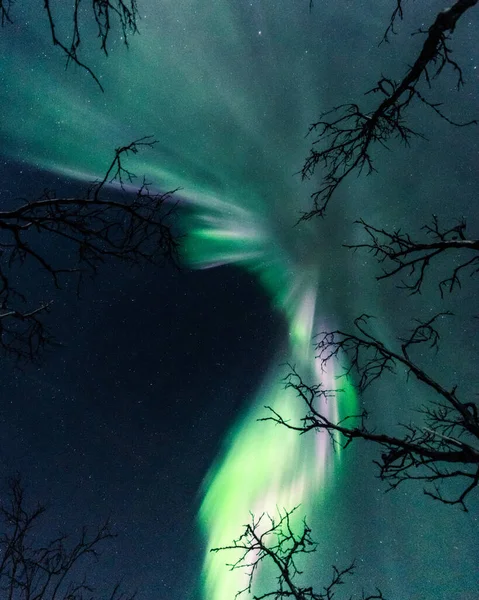 Tiro Bajo Ángulo Los Árboles Contra Aurora Boreal Fondo — Foto de Stock