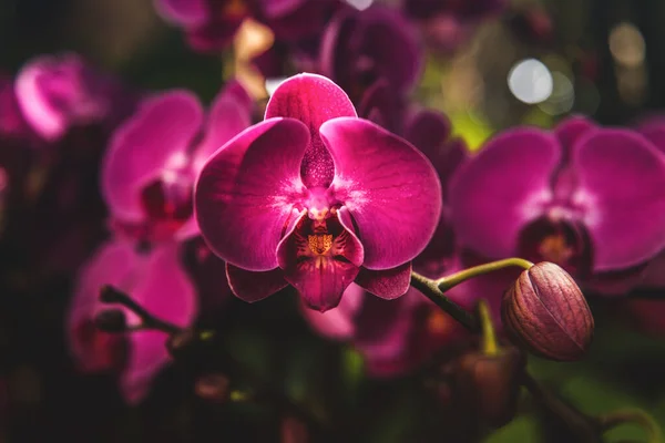 Крупный План Цветка Лунной Орхидеи Phalaenopsis Amabilis Бутона — стоковое фото