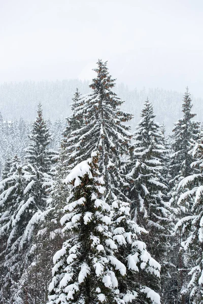 Eine Wunderschöne Winterlandschaft Mit Schneebedeckten Bäumen Wald — Stockfoto