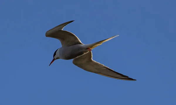 Een Lage Hoek Opname Van Een Sternidae Vliegend Blauwe Lucht — Stockfoto