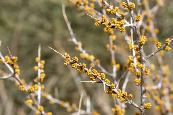 Primer Plano Los Primeros Brotes Flor Las Ramas — Foto de Stock