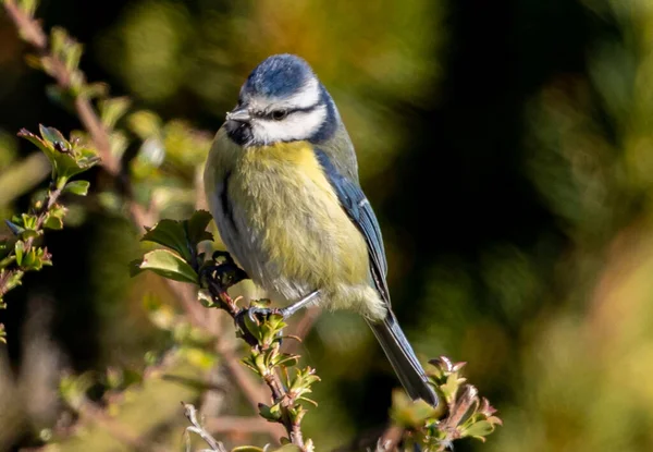 Blue Tit Perched Tree Branch — Fotografia de Stock