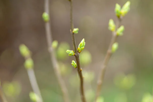 Closeup Shot First Blooming Buds Branches — Stock Photo, Image