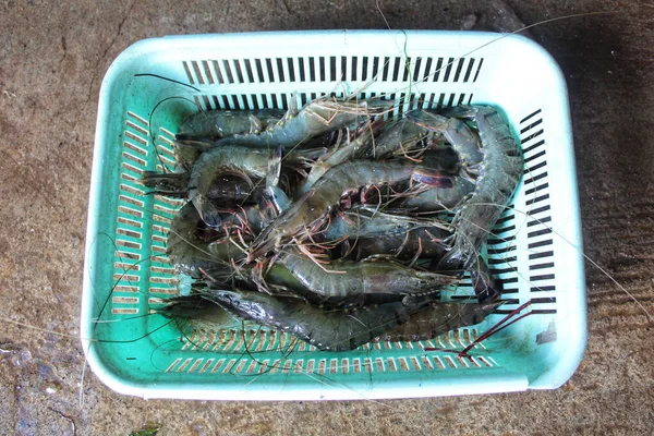 新捕获的大虾准备出售 — 图库照片