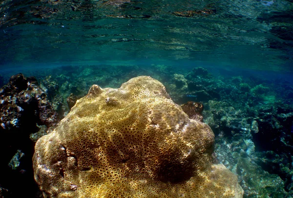 Szyby Światła Słonecznego Oświetlają Podwodną Rafę Koralową — Zdjęcie stockowe